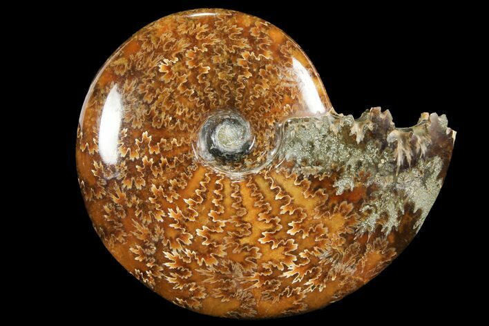 Polished, Agatized Ammonite (Cleoniceras) - Madagascar #94238